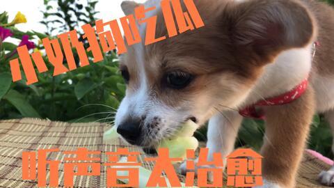 娱乐吃瓜酱送小狗视频大全,萌宠小狗视频大全,萌化你的心!